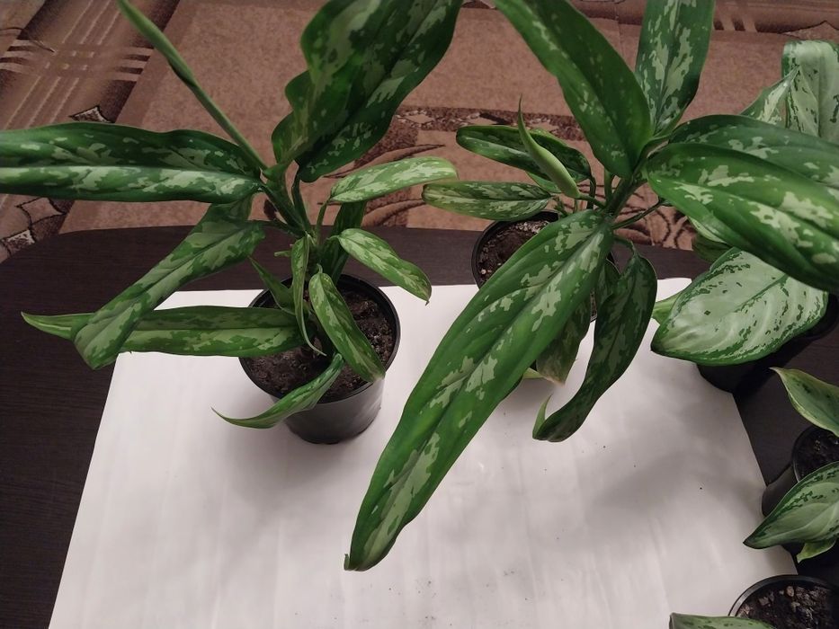 Продам комнатные цветы Аглоанема.