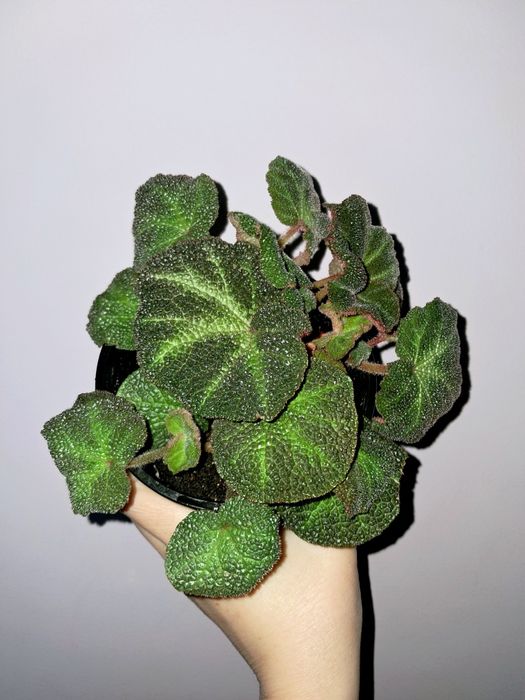 Бегония Солимутата