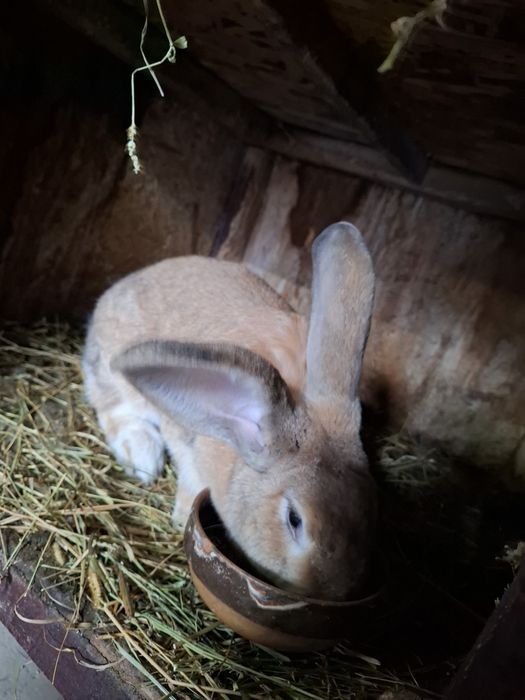 Iepuroaica uriaș german galben