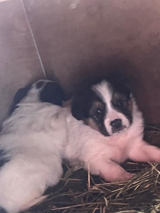 Отдадим щенков в добрые руки