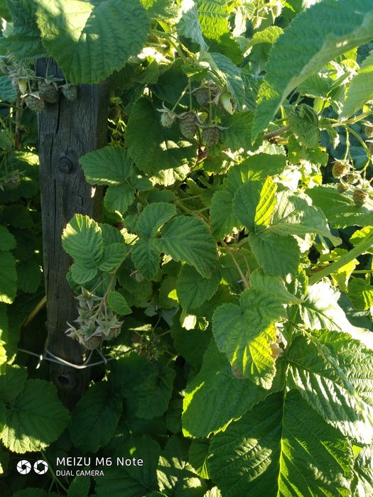 Продам дачу шахтинск