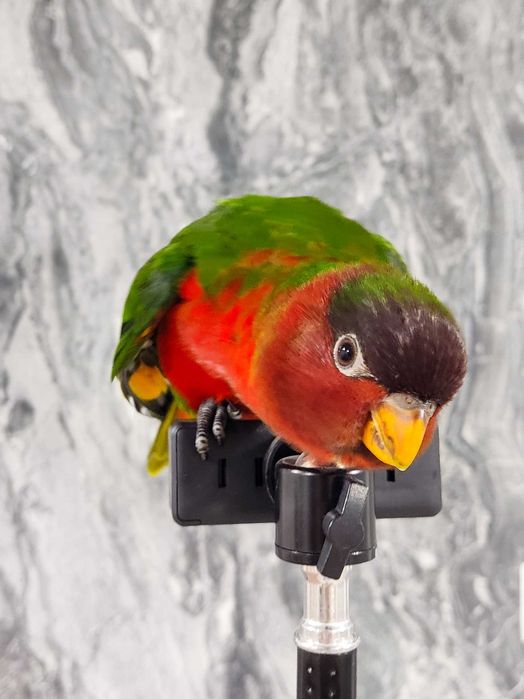 Широкохвостый гибридный лори