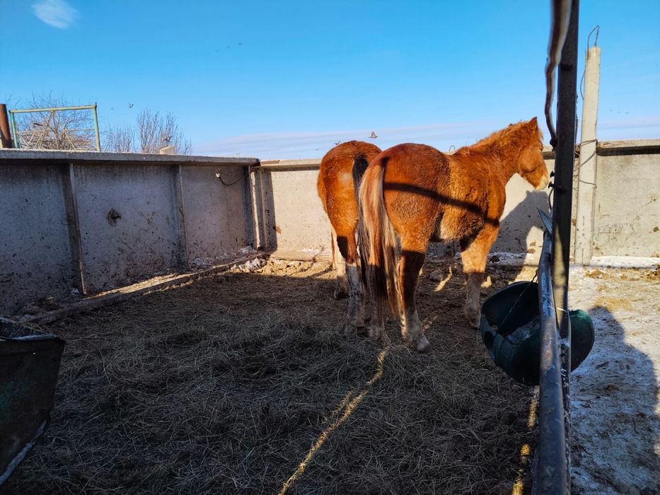 Продам тайчиков 2 головы, с откорма, жирные