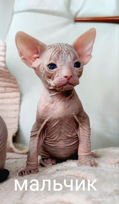 Котята донской сфинкс