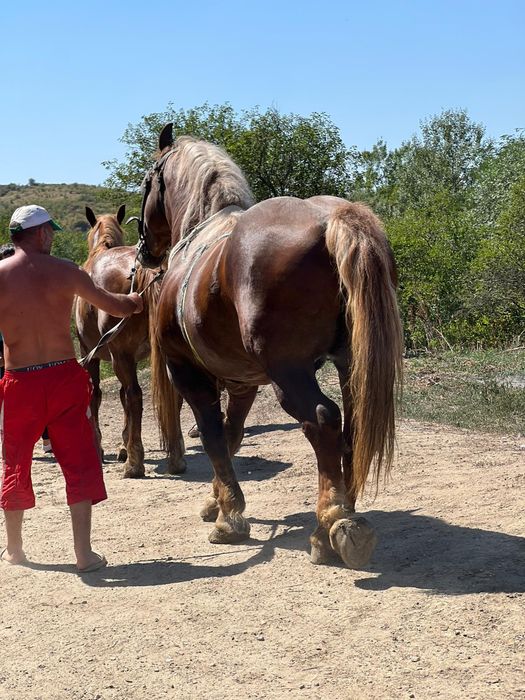 Vând armăsar! Cuminte ,bun de monta,sta la călărit, bun la pădure !