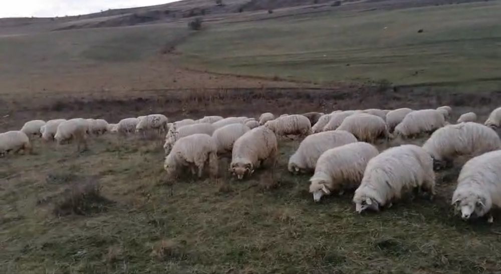 Vând oi Bălă de Bistrița