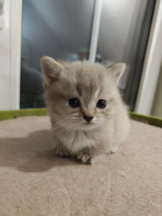 Эксклюзивный коротколапый мальчик Манчкин