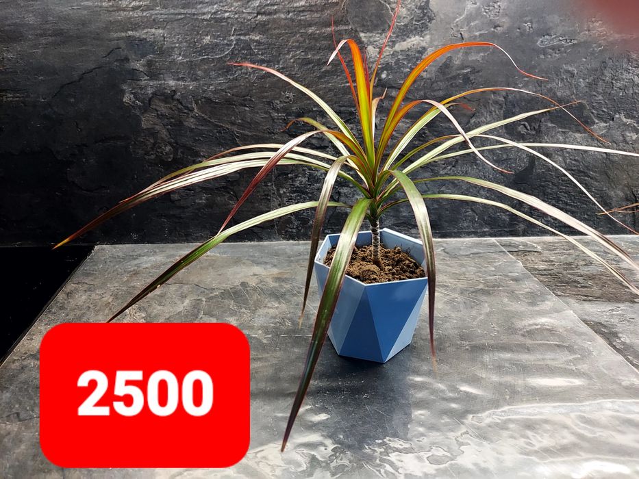 Продам драцену 2500тнг