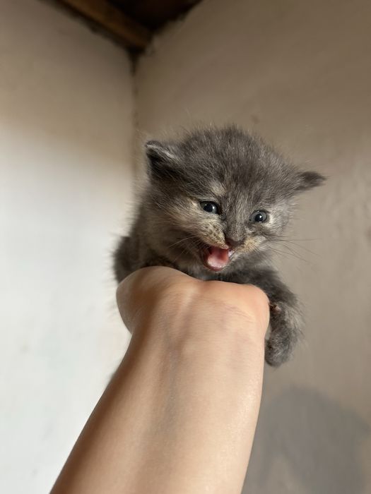 Отдадим котят в добрые руки