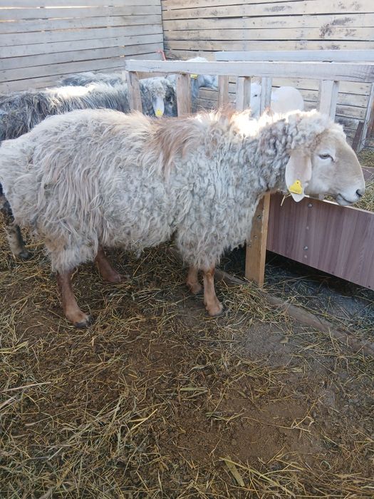 Продам кошкаров.