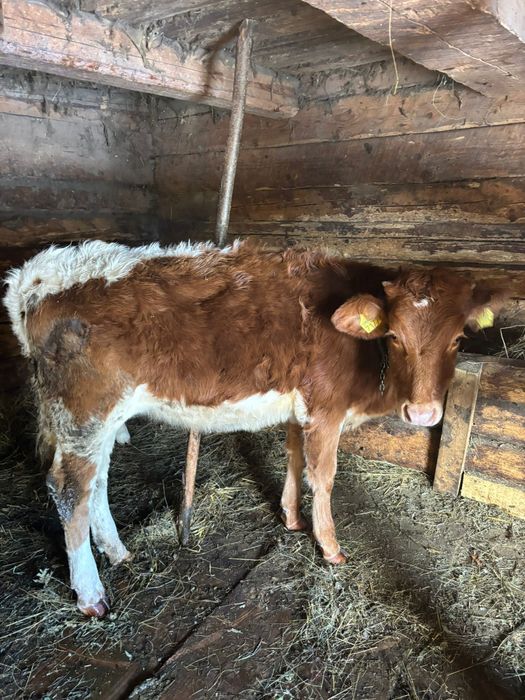 Vând junincă bună de ținut