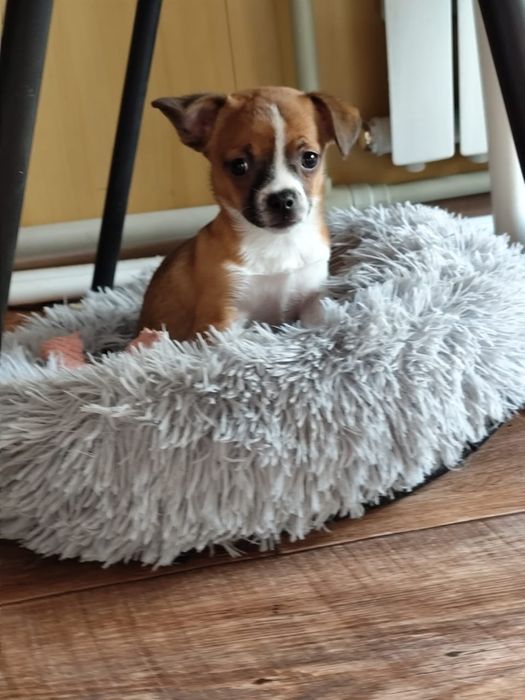 Отдам щенков в хорошие и добрые руки мальчик и 2 девочки