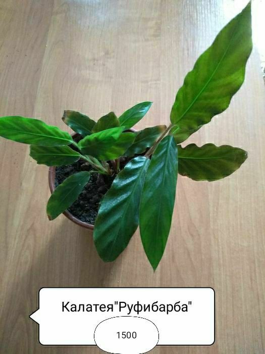 Продам цветы комнатные