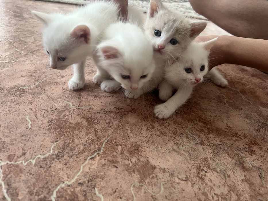 Отдам даром в хорошие руки