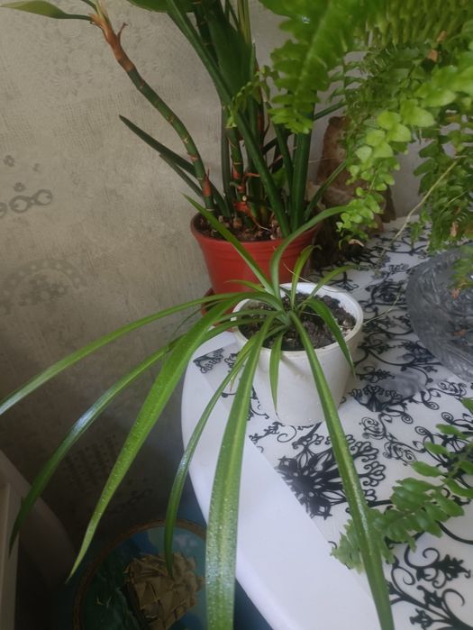Продам цветы в горшках,за один 30000 сум