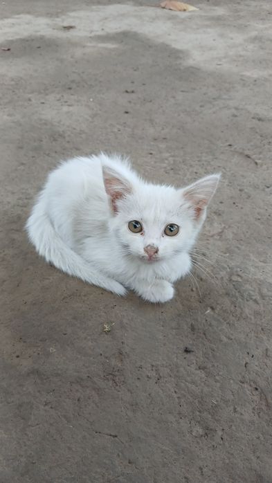 Mushuk bolalari tekinga beriladi