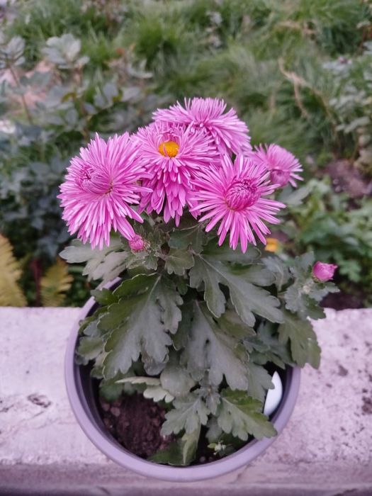 Цветы, разные сорта