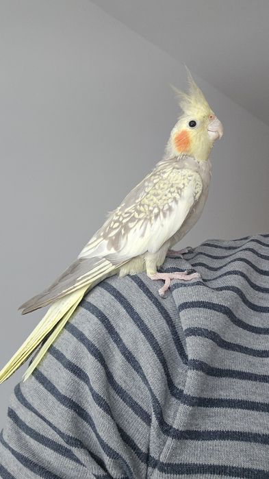 Nimfa blândă cu colivie