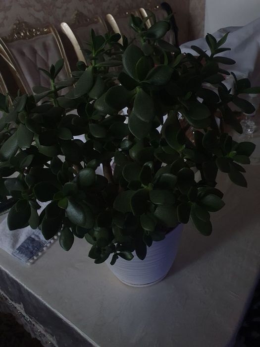 Толстянка яйцевидная(Денежное дерево)