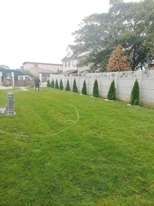 Gazon rulou sau sămânțare