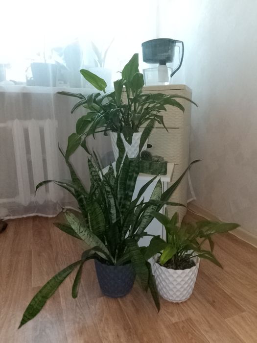 Продаю комнатные цветы