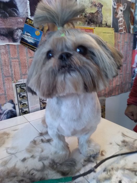 Tuns caini, pisici, iepurasi. Rapid. Fara programare