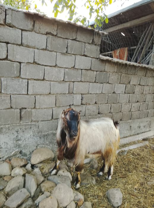 Vând doi tapi buni mai multe detalii în privat