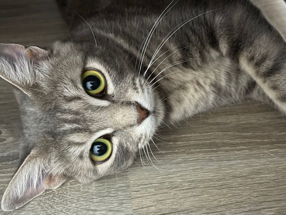 Кошка отдам в добрые руки