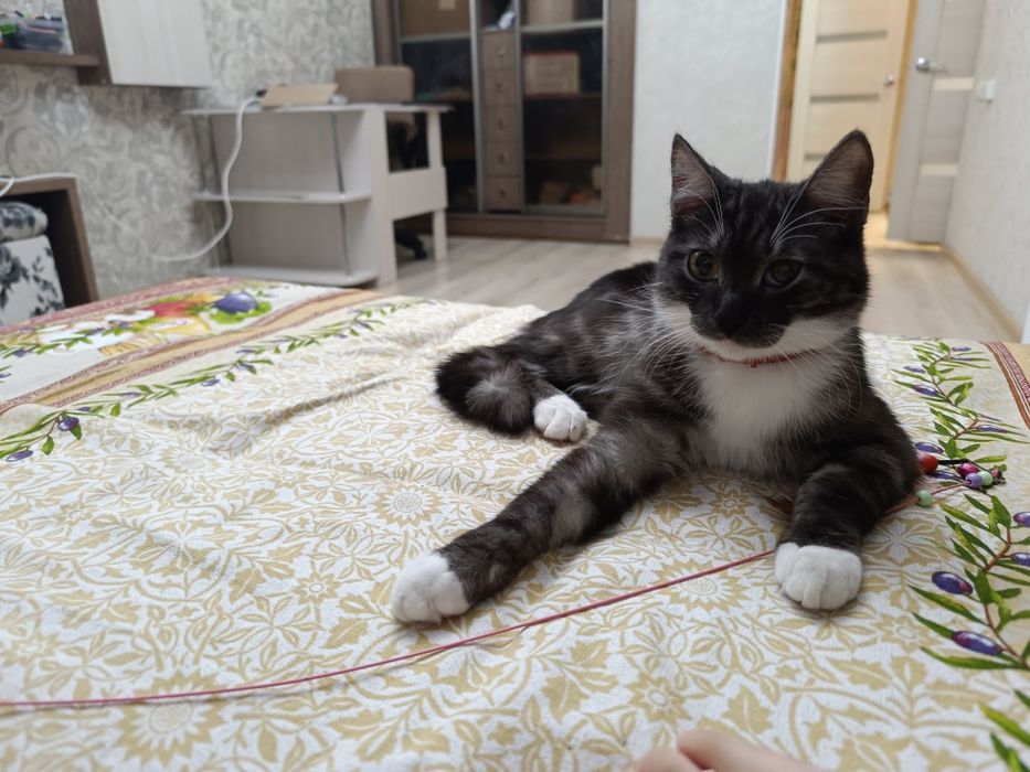 Отдадим котика в добрые руки