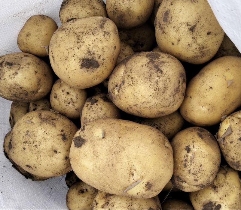 Продам картошку
