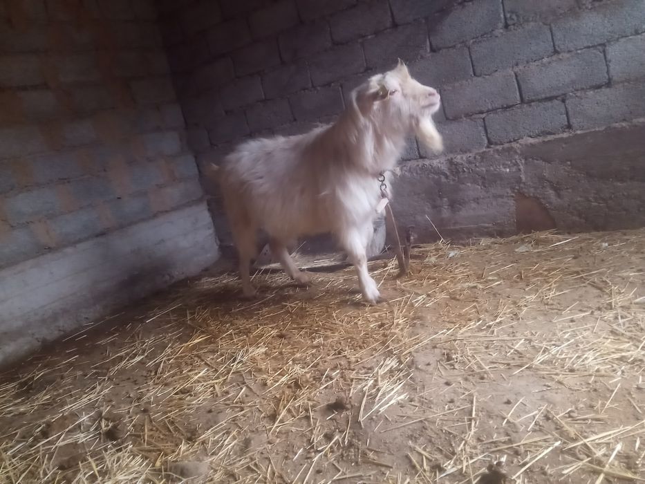 Теке сатылады срочна