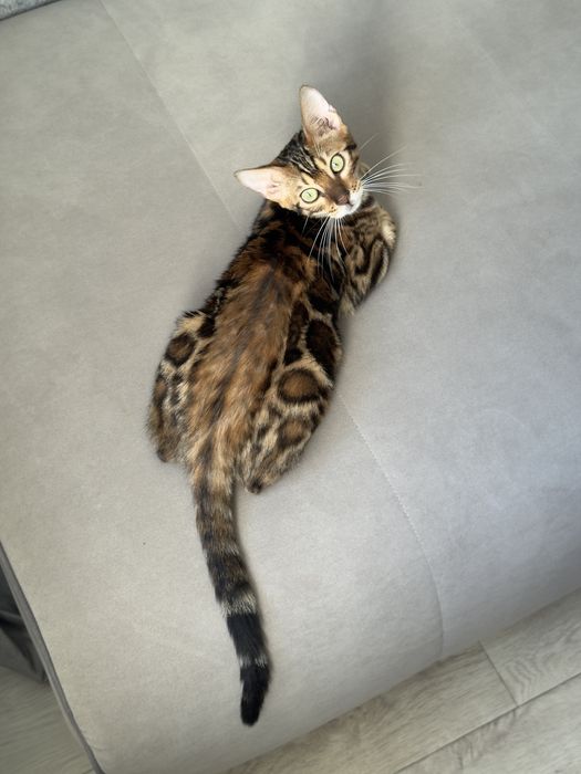 бенгальский котенок