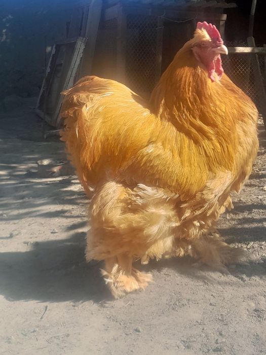 Prodayutsya teplyata  kohinhena rpaleviye mramori i beliye