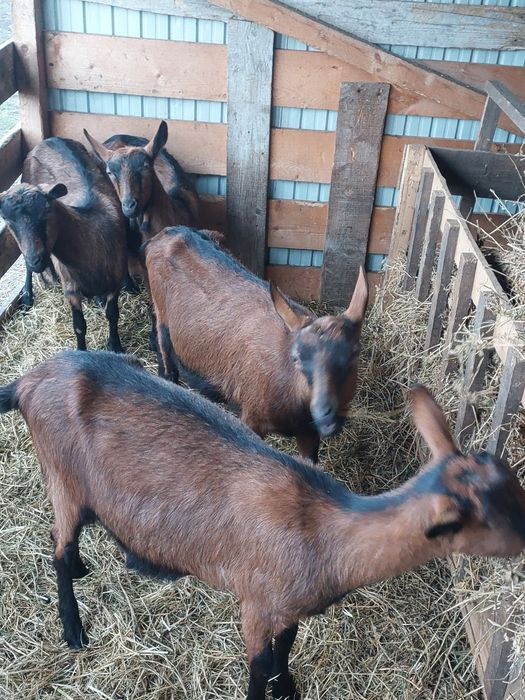 Vând capre alpine franceze gestante
