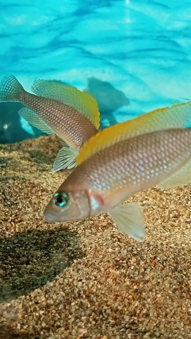 Мальки неолампрологус крапчатохвостый