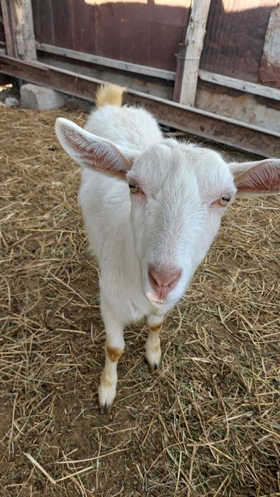 Зааненский ешкілер