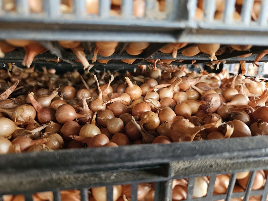 Арпаджик /ситен/среден/едър