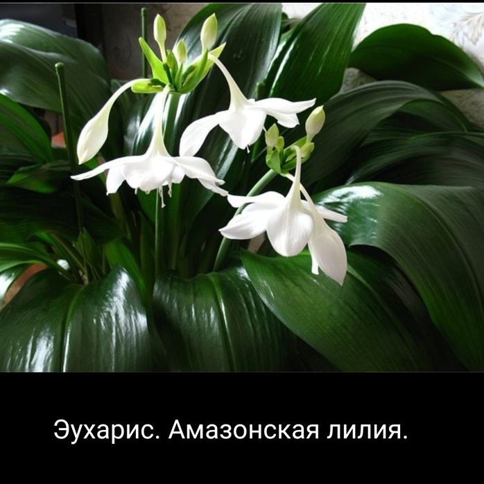 Продам цветы гиппеаструма и амазонской лилии. Цена указана без горшка.