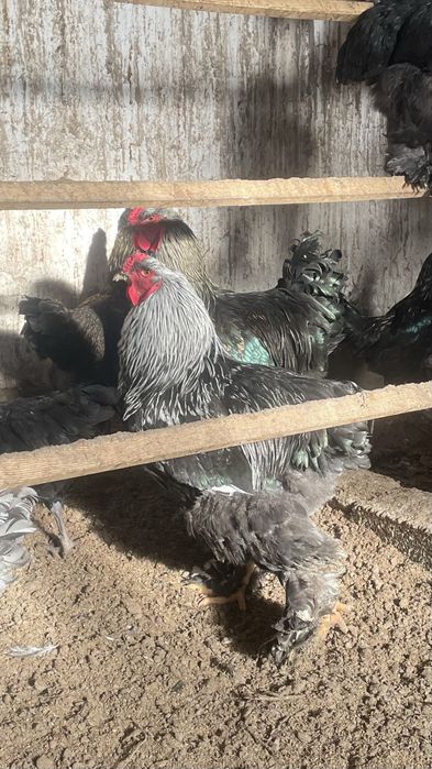 Продаются Питухи