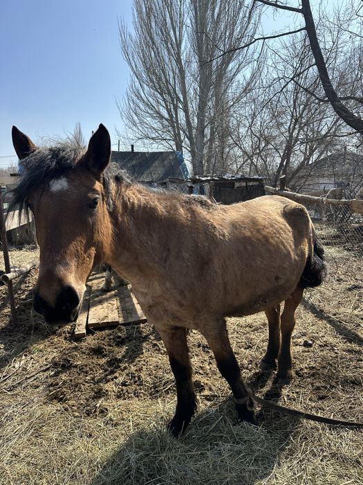 Сауын бие және қысыр бие