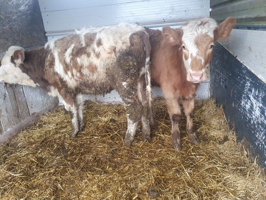 Vand 2 vitele de 8 luni