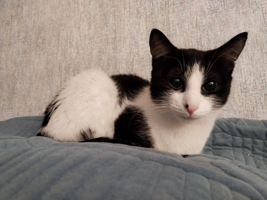 Ищем дом для кошечки