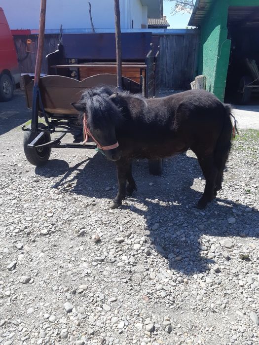 De vanzare ponei  si trasura