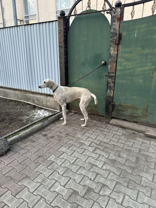 Продам тазы гладкошерстый (жарғақ)