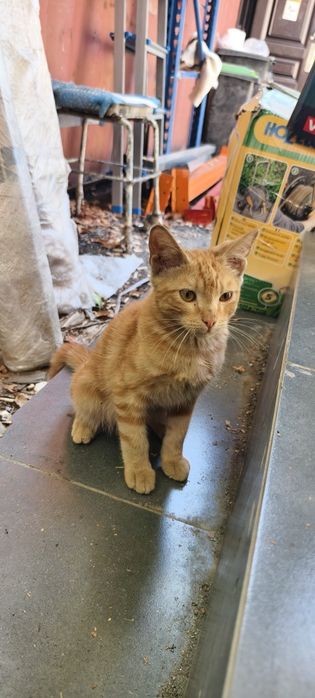 Отдам котенка мальчик