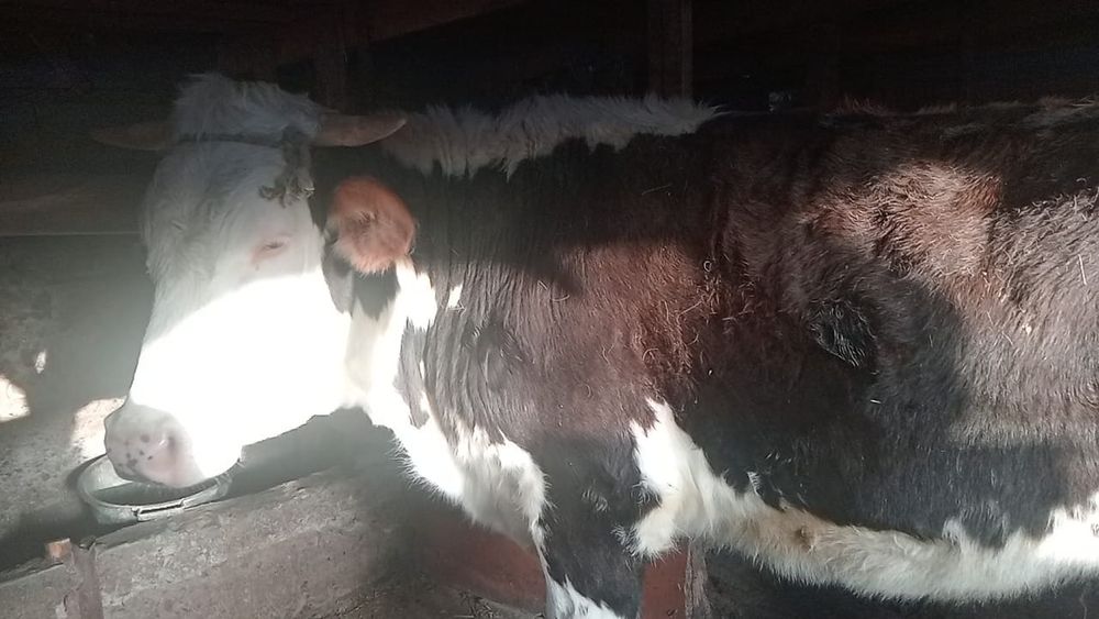 Телка породистая . Возраст 2.2г