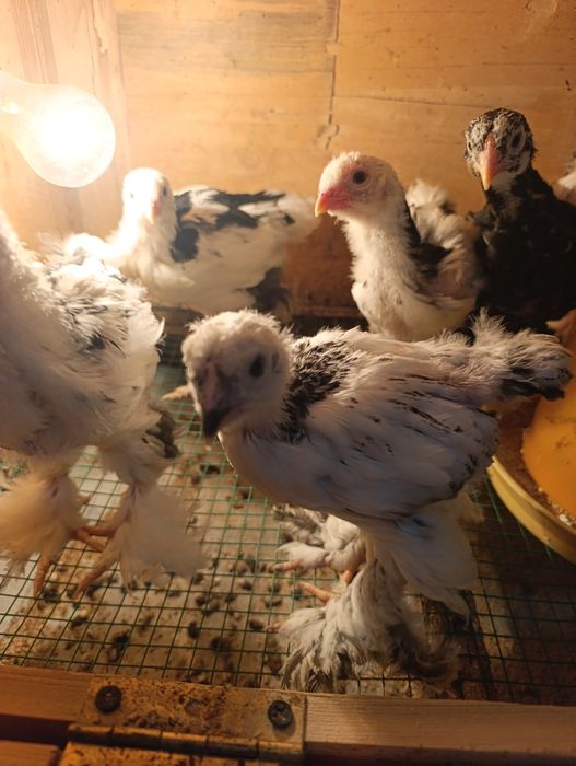 Цыплята Брама мрамор