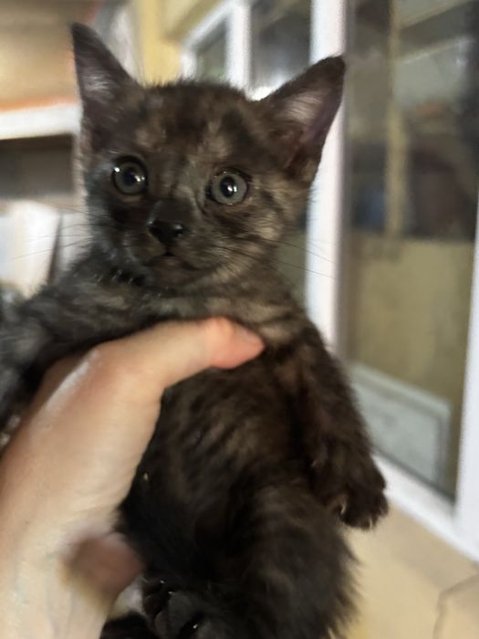Котята, 1 месяц