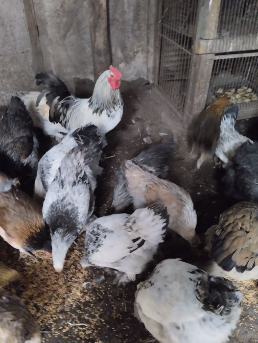 Продам петухов Брама