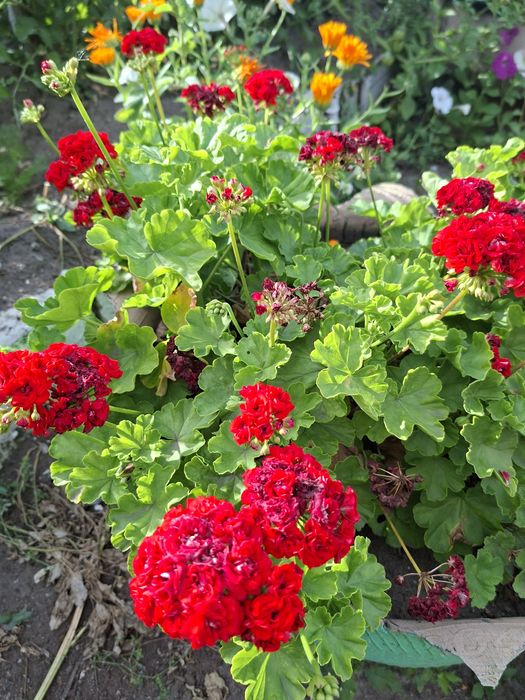 Продам герань растение